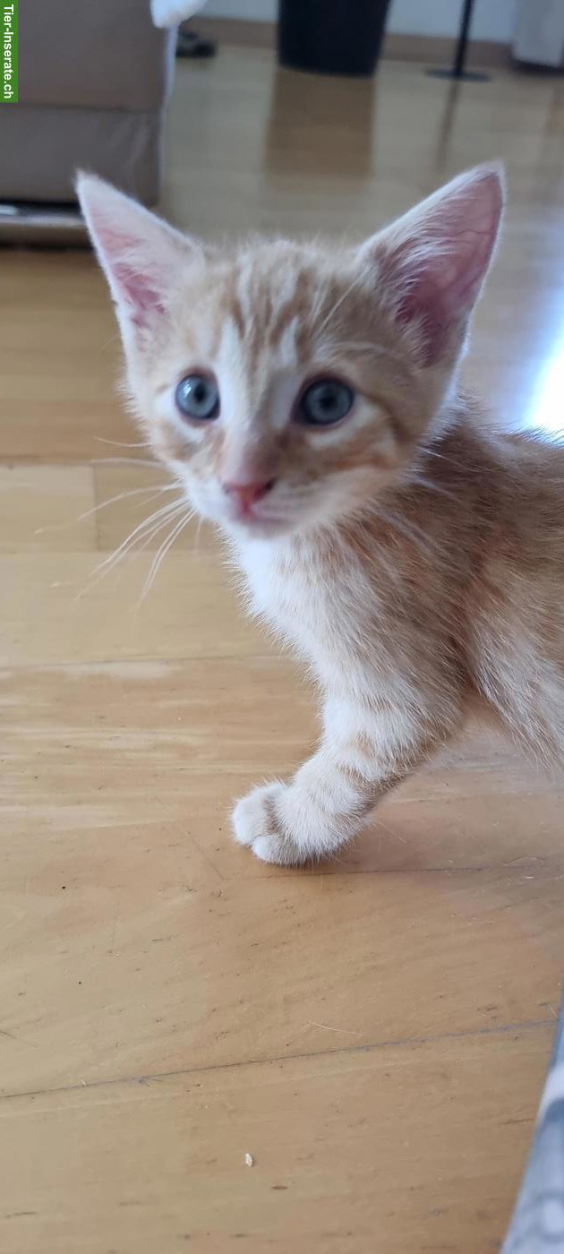 Bild 7: Babykatzen/Kitten suchen neue Familie