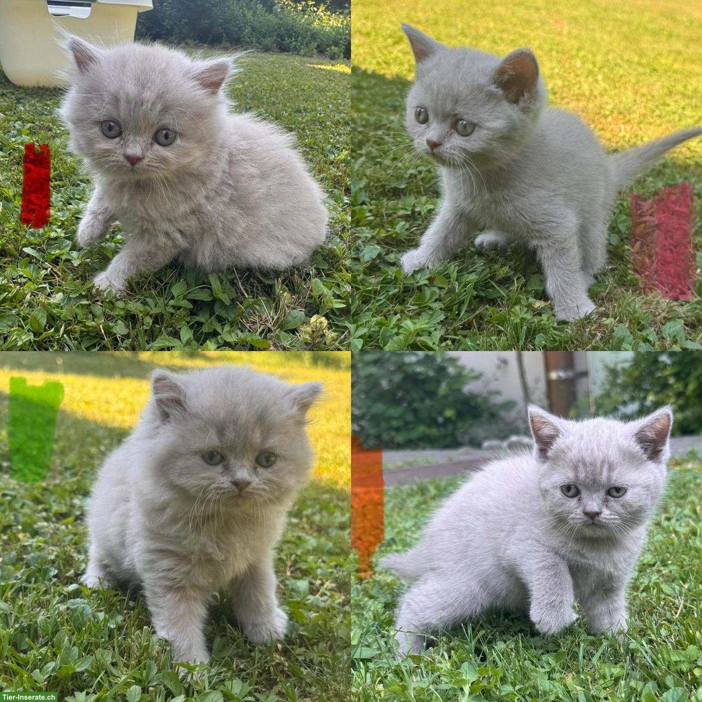 BKH Kitten in Lilac zu verkaufen