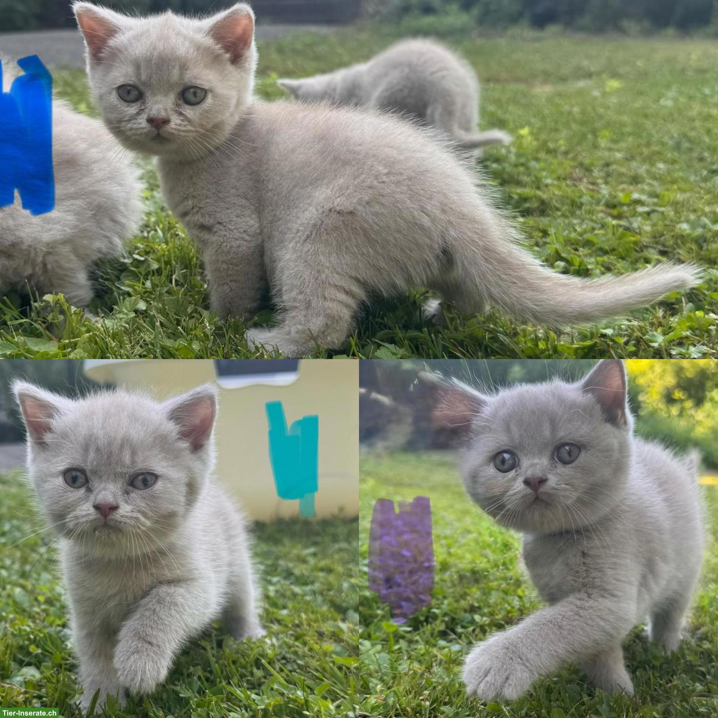 Bild 2: BKH Kitten in Lilac zu verkaufen