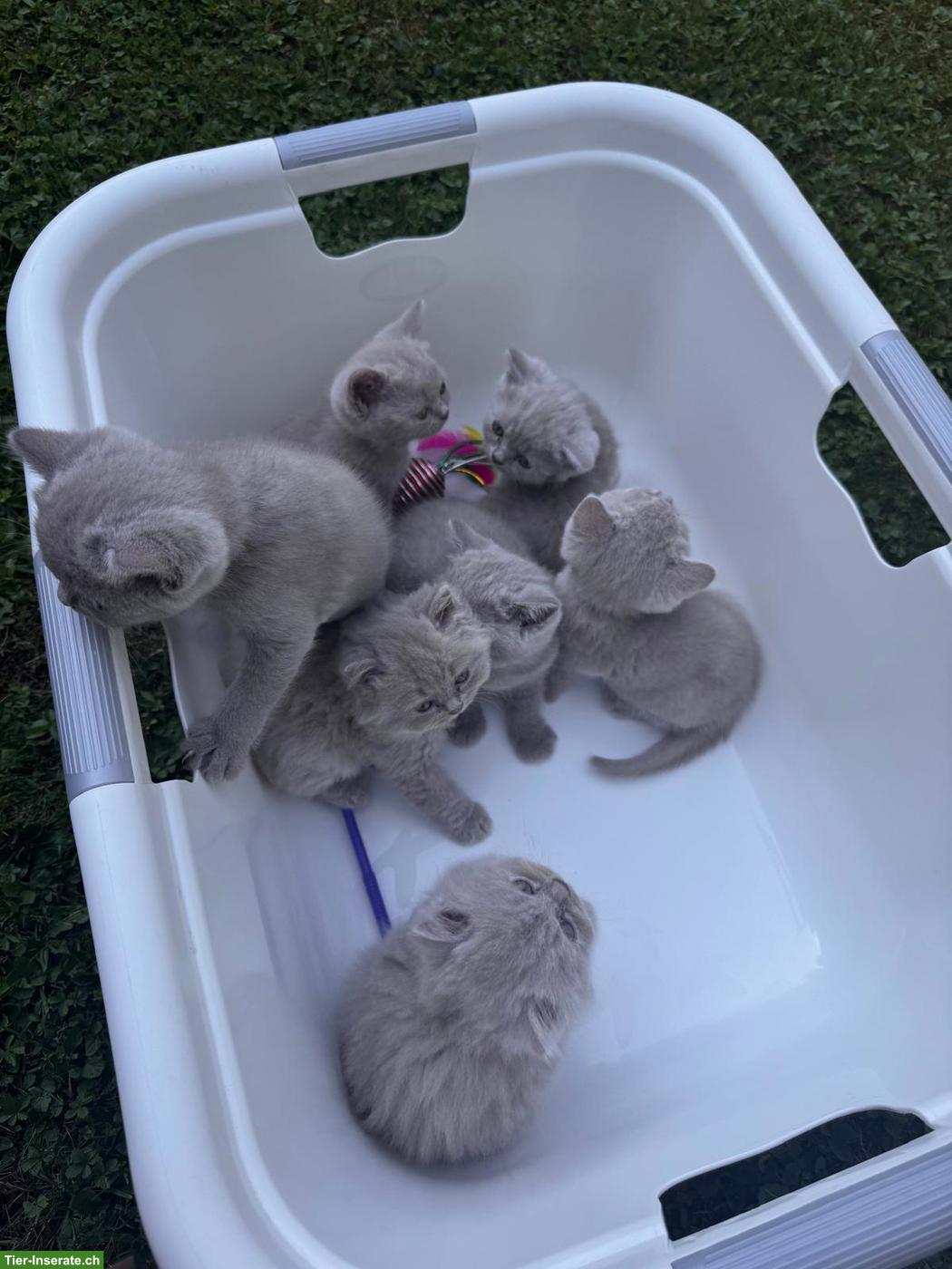 Bild 3: BKH Kitten in Lilac zu verkaufen