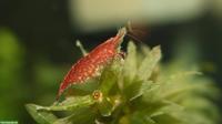 Red Cherry / Red Fire Zwerggarnelen aus eigener Nachzucht