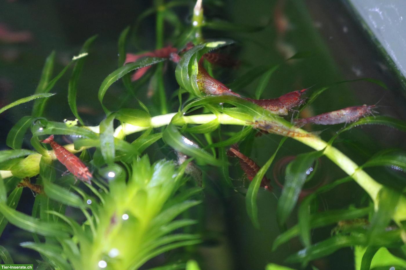 Bild 5: Red Cherry / Red Fire Zwerggarnelen aus eigener Nachzucht
