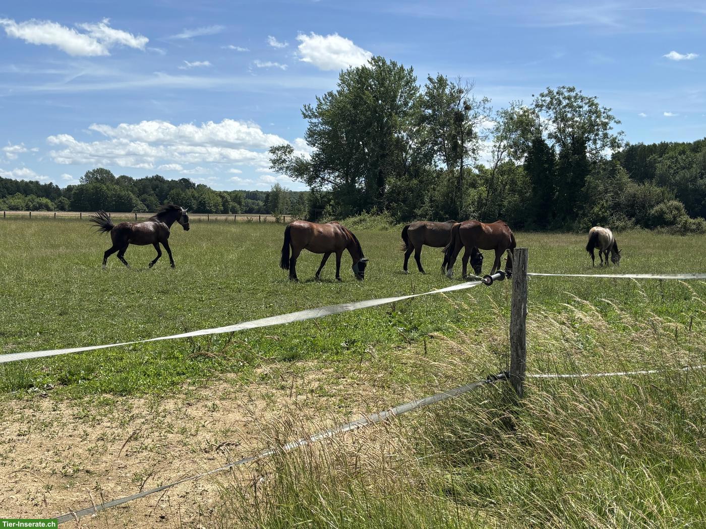 Mithilfe auf Alterspferdeweide, Pferdepflege, Frankreich (CH-Grenze)