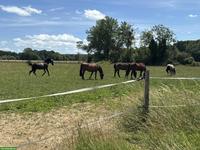 Mithilfe auf Alterspferdeweide, Pferdepflege, Frankreich (CH-Grenze)