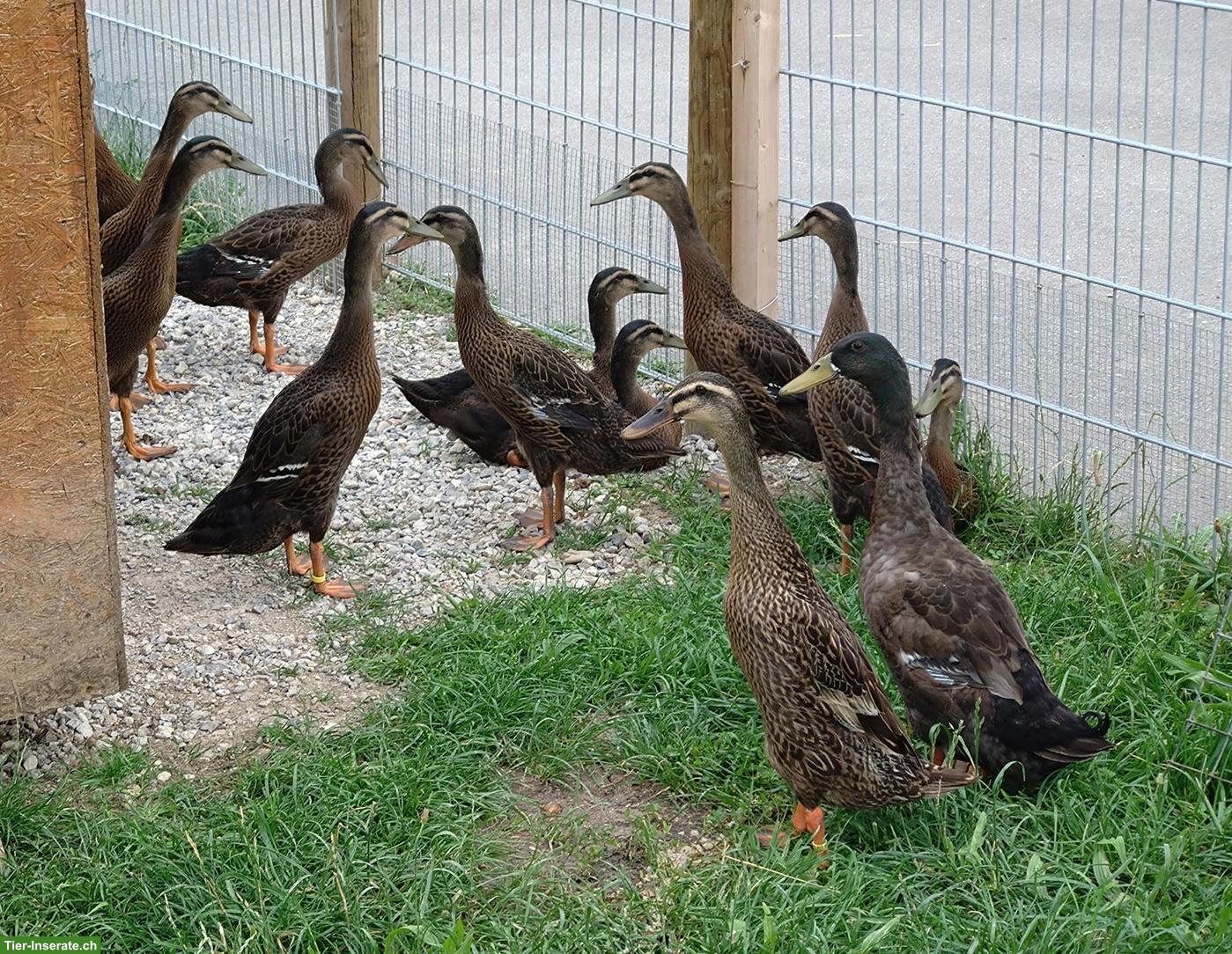 Laufenten aus Naturbrut, w/m, wildfarbig