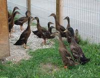 Laufenten aus Naturbrut, w/m, wildfarbig
