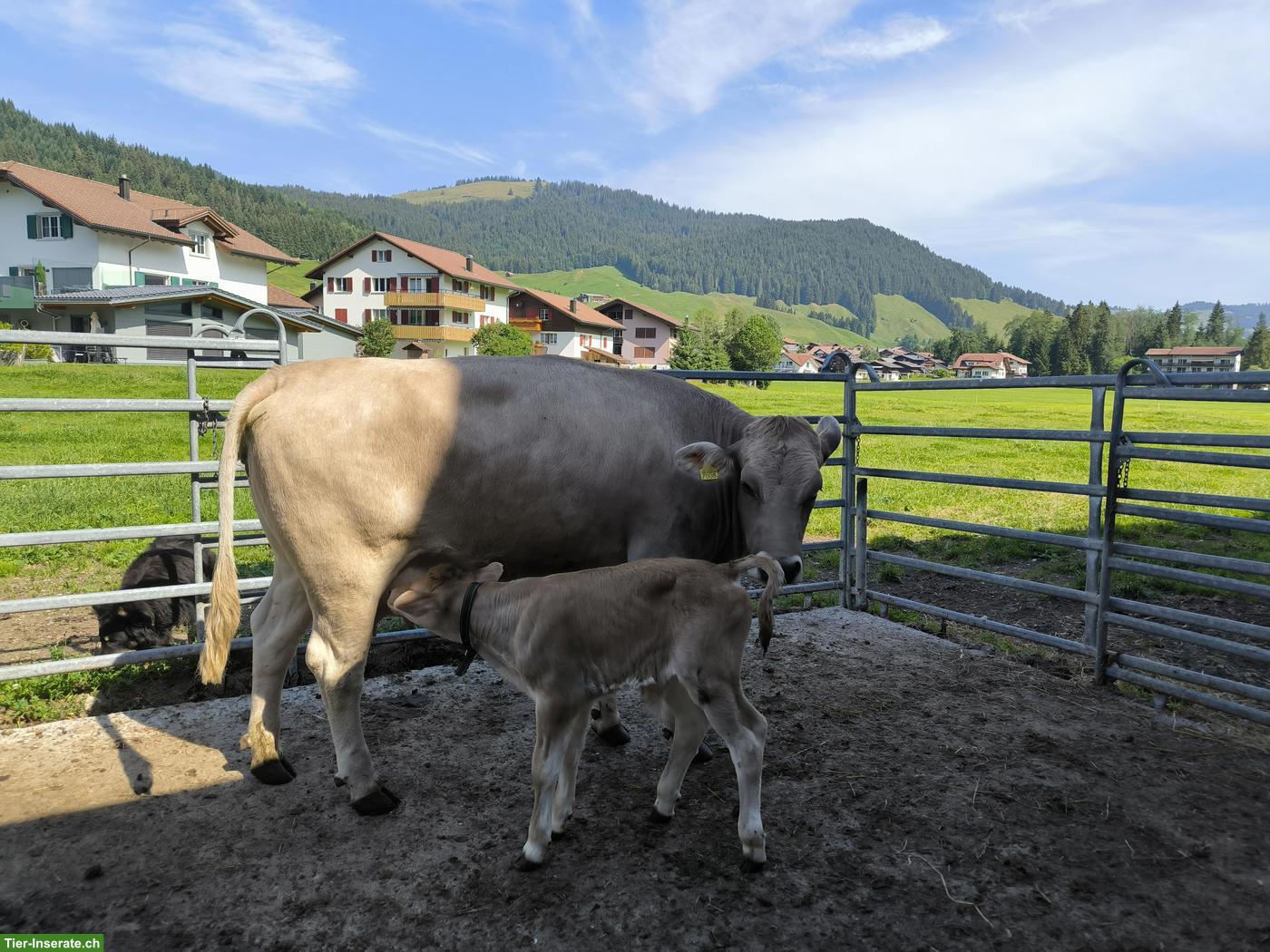 OB Mutterkuh mit Kalb zu verkaufen