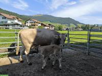 OB Mutterkuh mit Kalb zu verkaufen