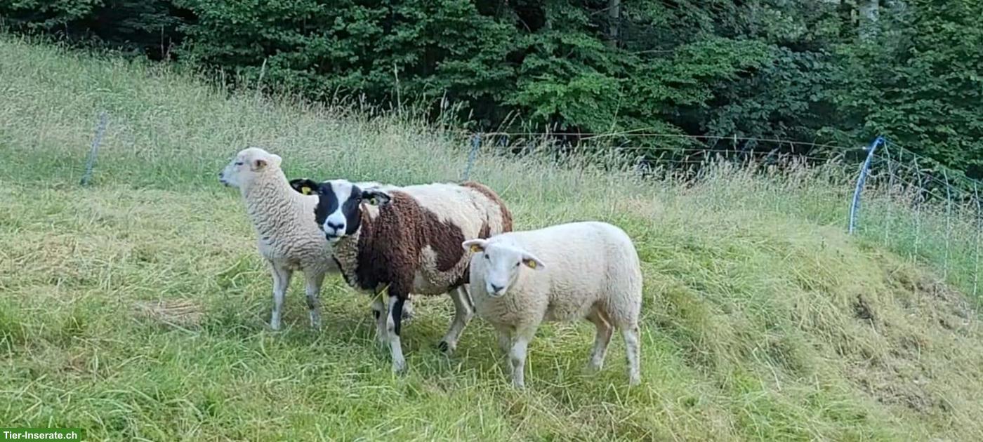 Schafe und Lämmer, männlich/weiblich, zu verkaufen