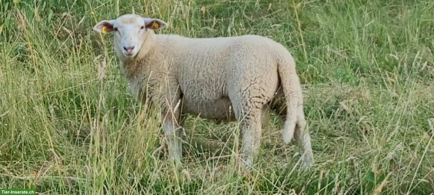 Bild 3: Schafe und Lämmer, männlich/weiblich, zu verkaufen