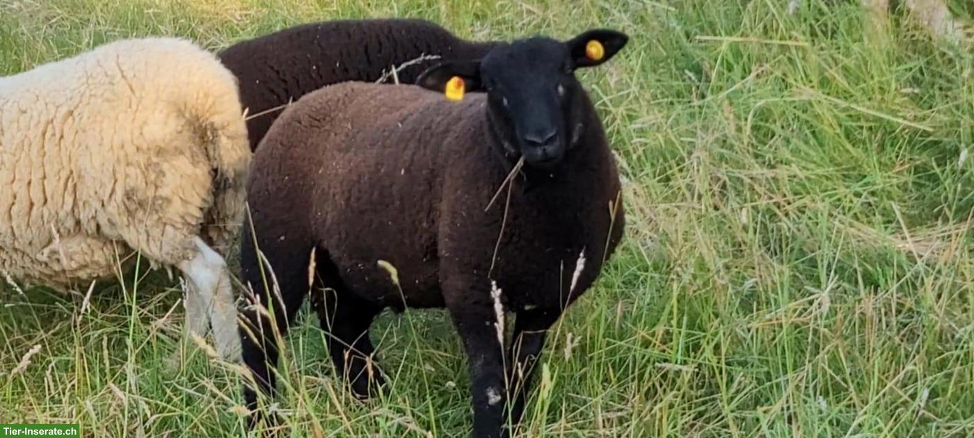 Bild 4: Schafe und Lämmer, männlich/weiblich, zu verkaufen