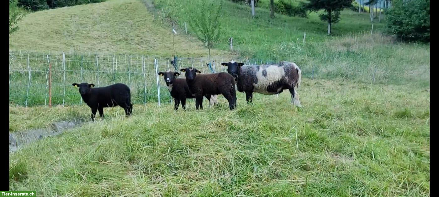 Bild 5: Schafe und Lämmer, männlich/weiblich, zu verkaufen