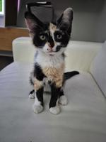 Süsses Kätzchen sucht ein neues Zuhause