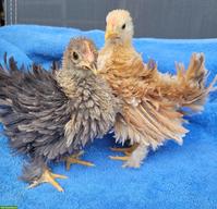 Struppgüggeli, Zwerg-Cochin x Serama Mix