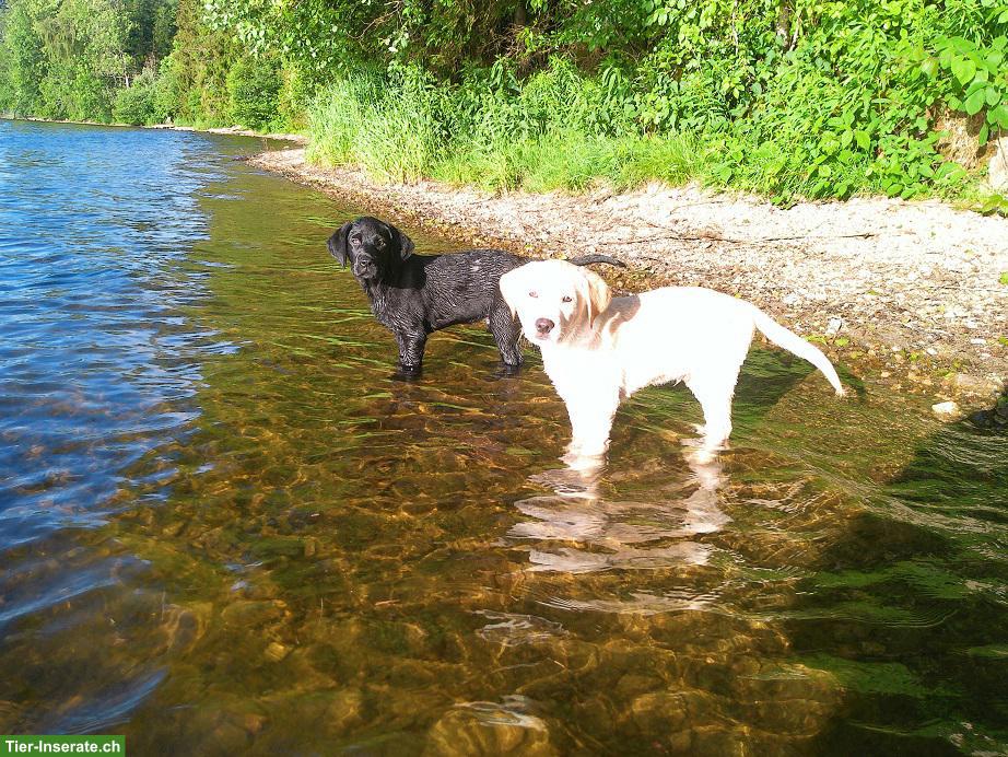 Reinrassiger Labrador Retriever Welpe (Rüde)