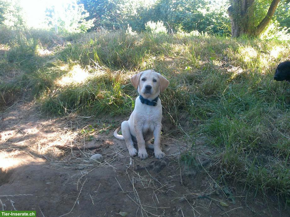 Bild 2: Reinrassiger Labrador Retriever Welpe (Rüde)