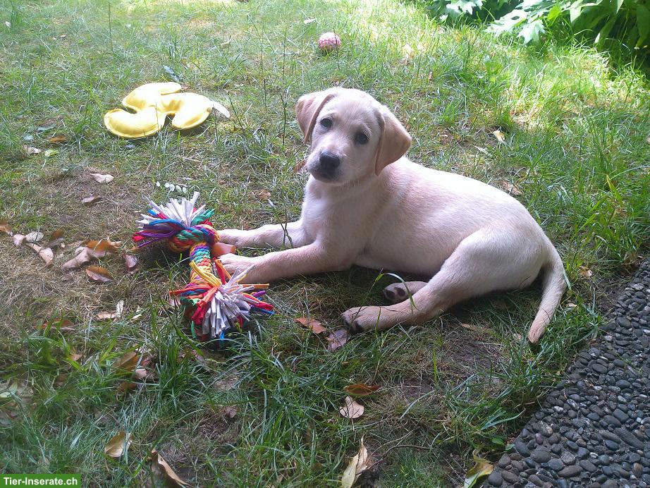 Bild 3: Reinrassiger Labrador Retriever Welpe (Rüde)