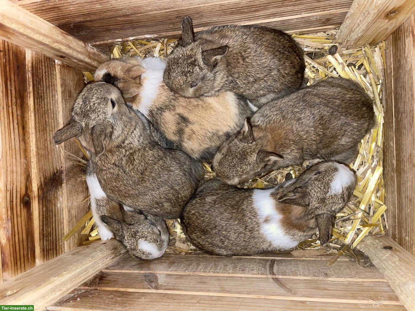 Zwergkaninchen, Farbenzwerge und Rexzwerge aus Zucht