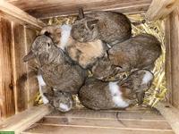 Zwergkaninchen, Farbenzwerge und Rexzwerge aus Zucht