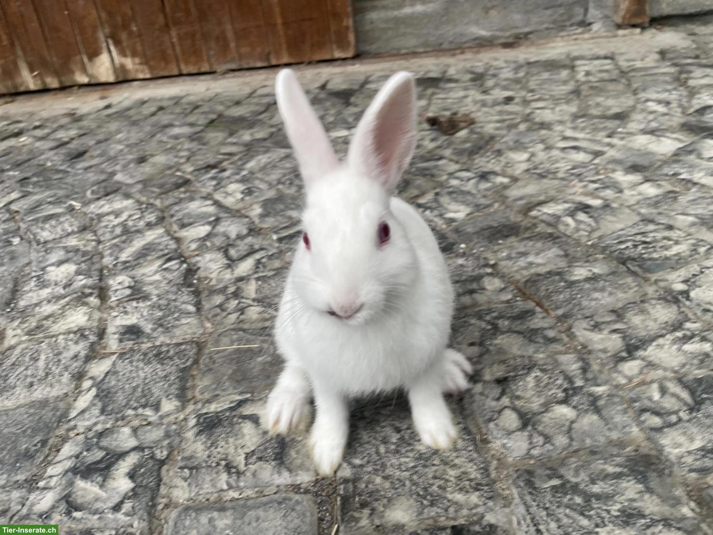 Bild 5: Zwergkaninchen, Farbenzwerge und Rexzwerge aus Zucht