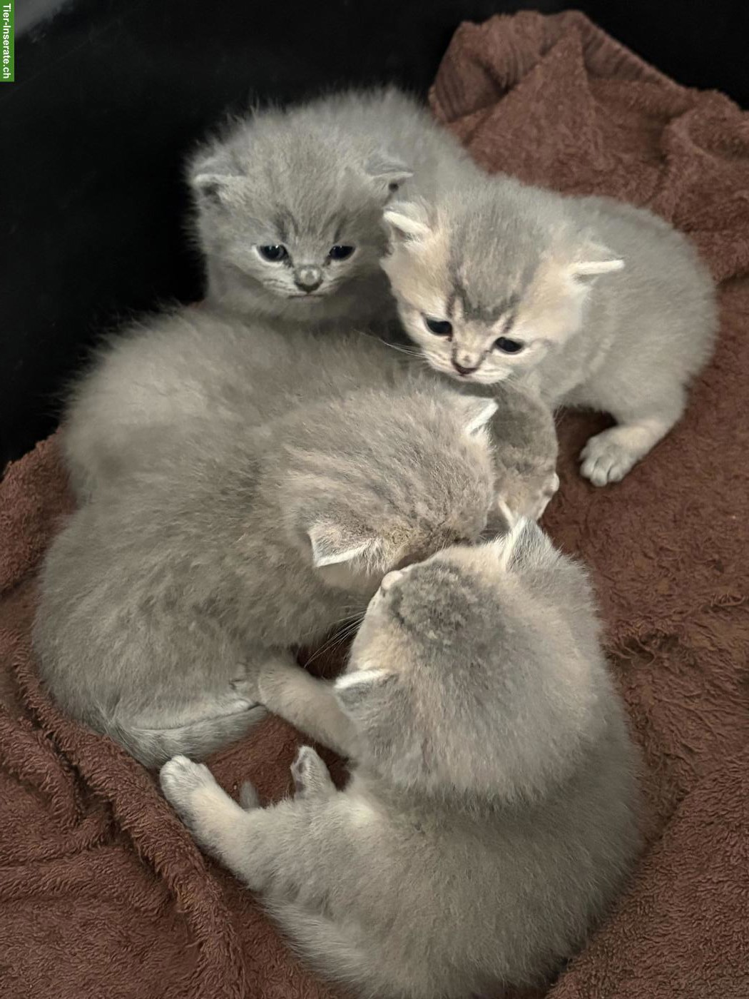 🐱 Britisch Kurzhaar Kitten zu reservieren 🐱