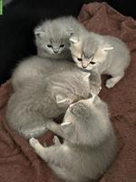🐱 Britisch Kurzhaar Kitten zu reservieren 🐱