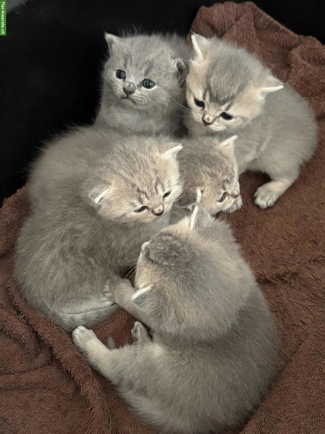 Bild 2: 🐱 Britisch Kurzhaar Kitten zu reservieren 🐱