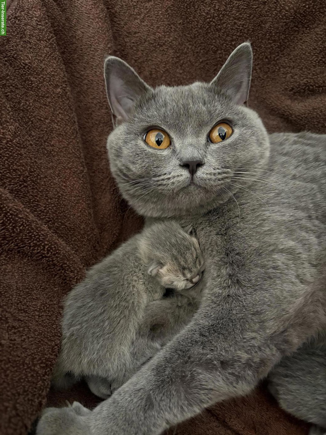 Bild 3: 🐱 Britisch Kurzhaar Kitten zu reservieren 🐱
