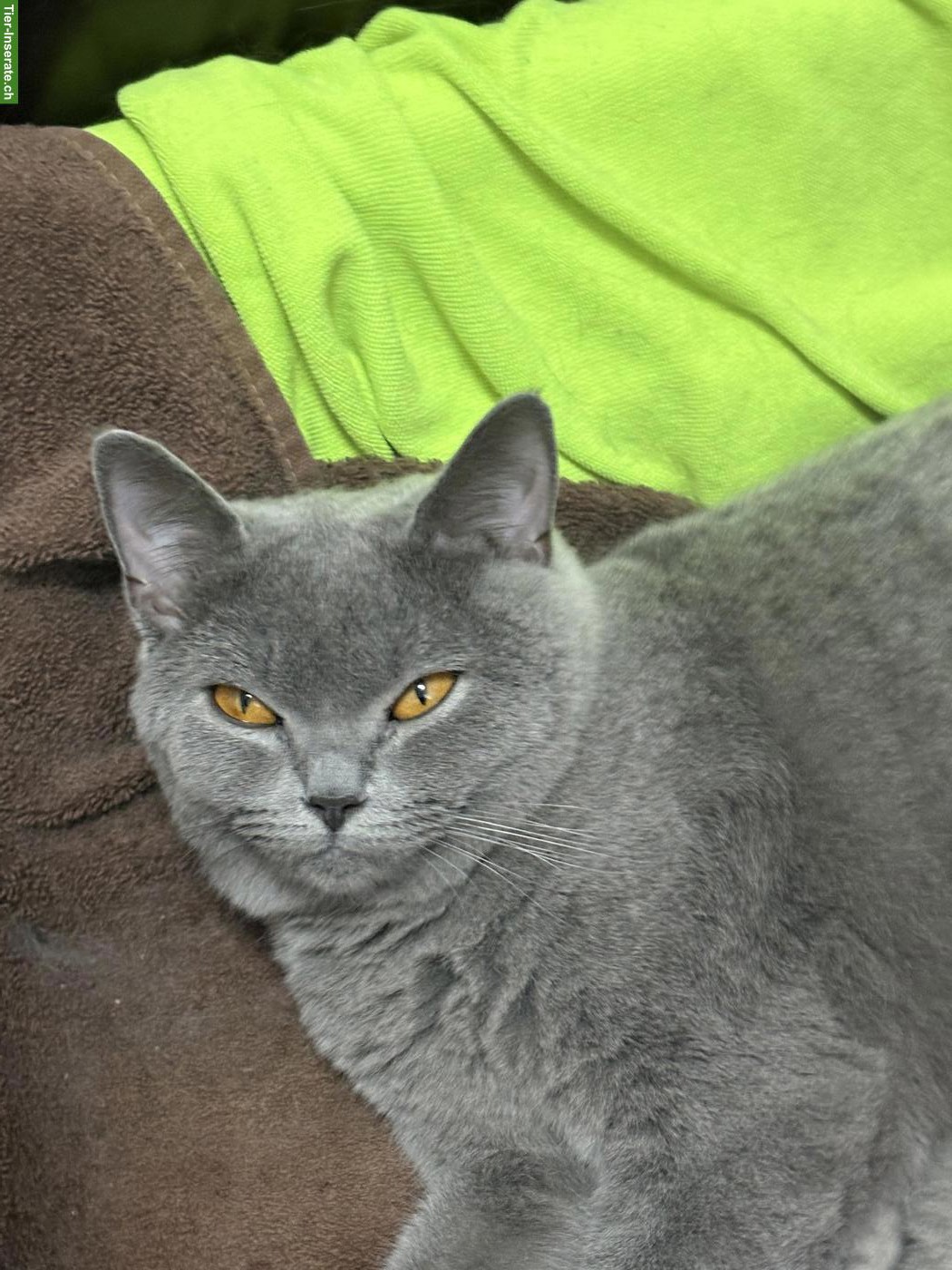 Bild 4: 🐱 Britisch Kurzhaar Kitten zu reservieren 🐱