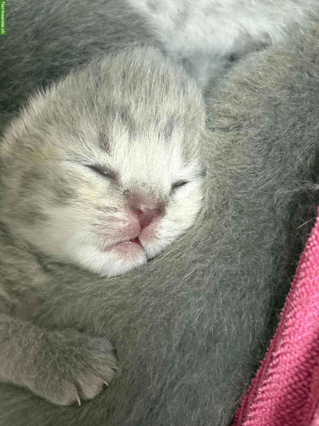 Bild 5: 🐱 Britisch Kurzhaar Kitten zu reservieren 🐱