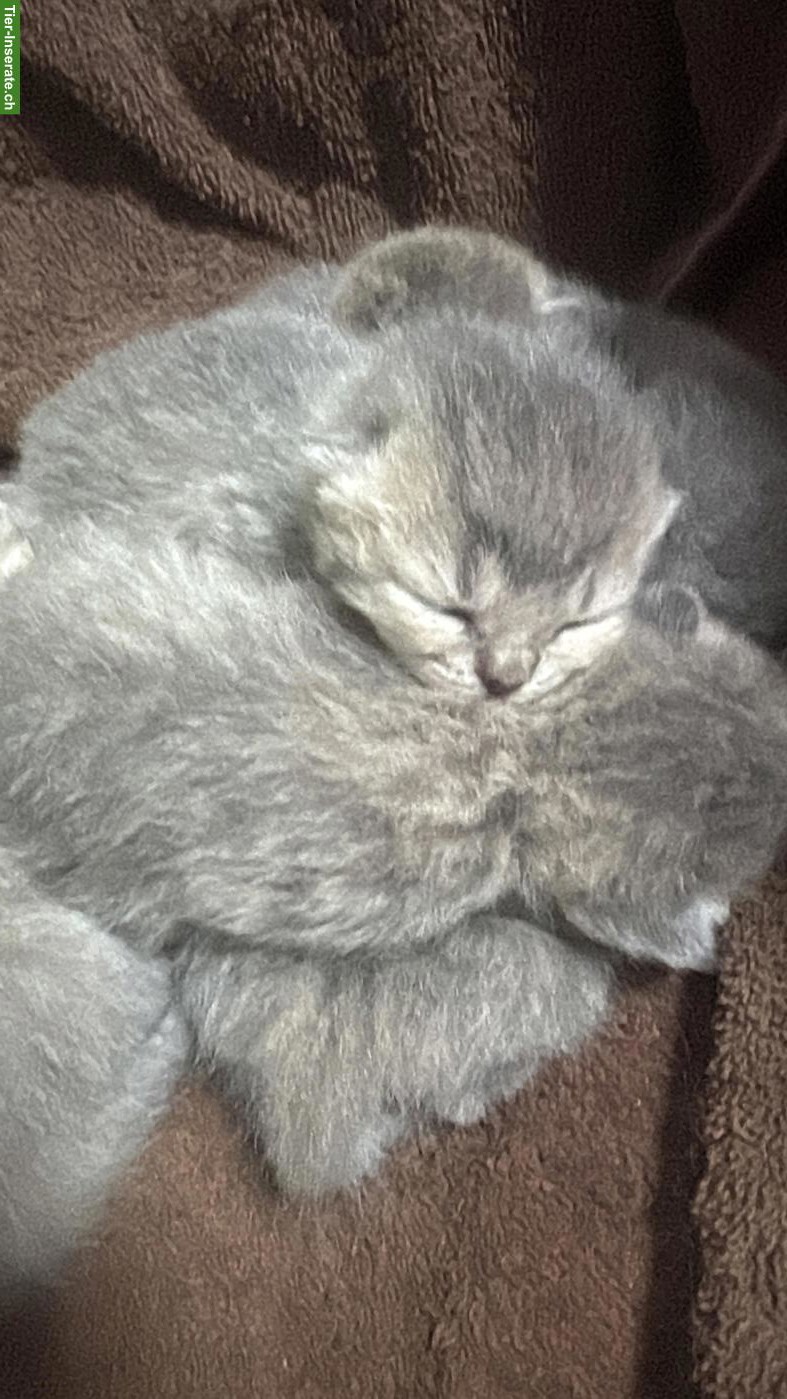 Bild 6: 🐱 Britisch Kurzhaar Kitten zu reservieren 🐱