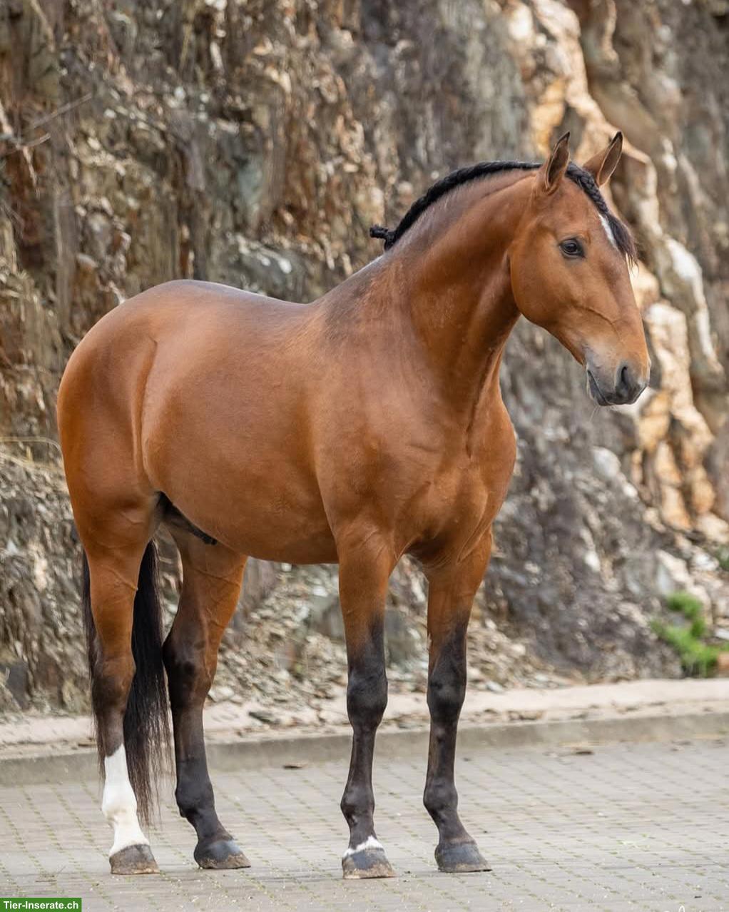 Lusitano Wallach zu verkaufen