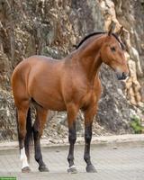 Lusitano Wallach zu verkaufen