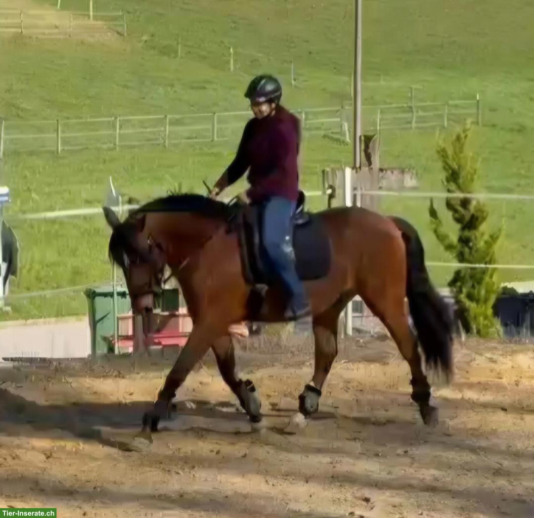 Bild 2: Lusitano Wallach zu verkaufen