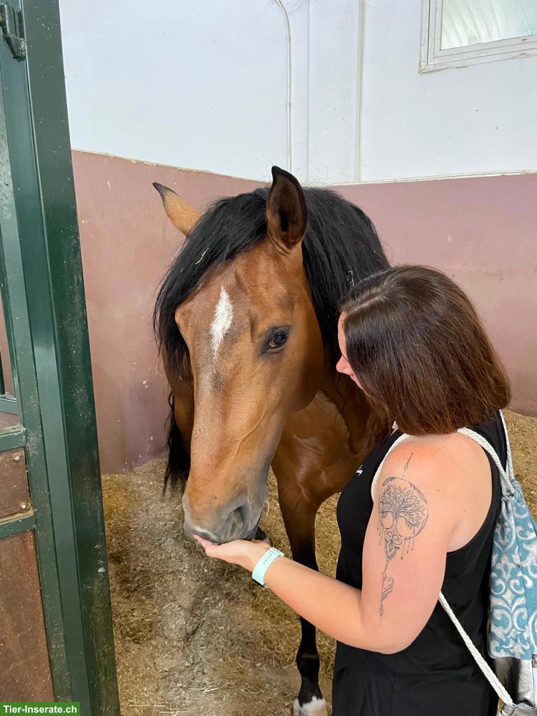 Bild 3: Lusitano Wallach zu verkaufen