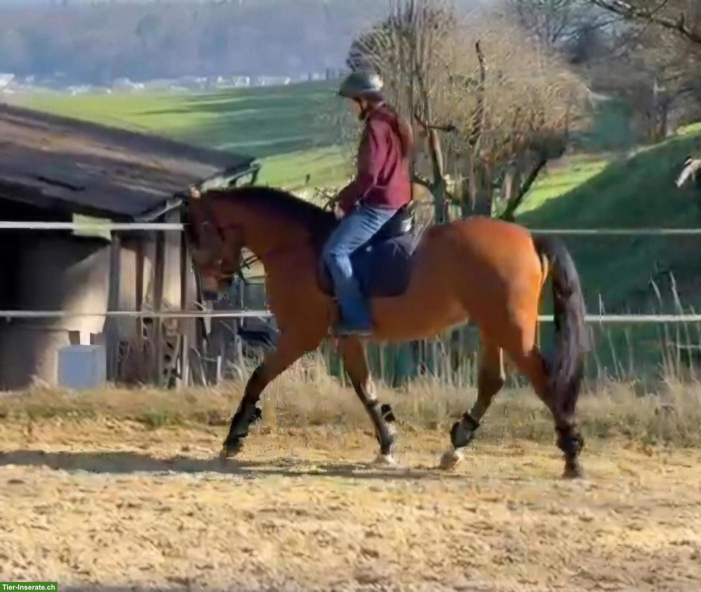 Bild 4: Lusitano Wallach zu verkaufen