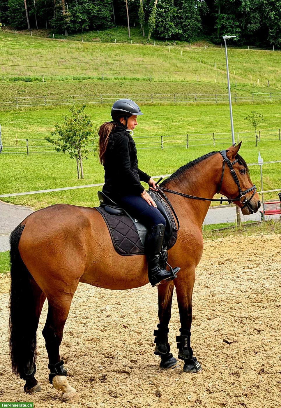 Bild 5: Lusitano Wallach zu verkaufen