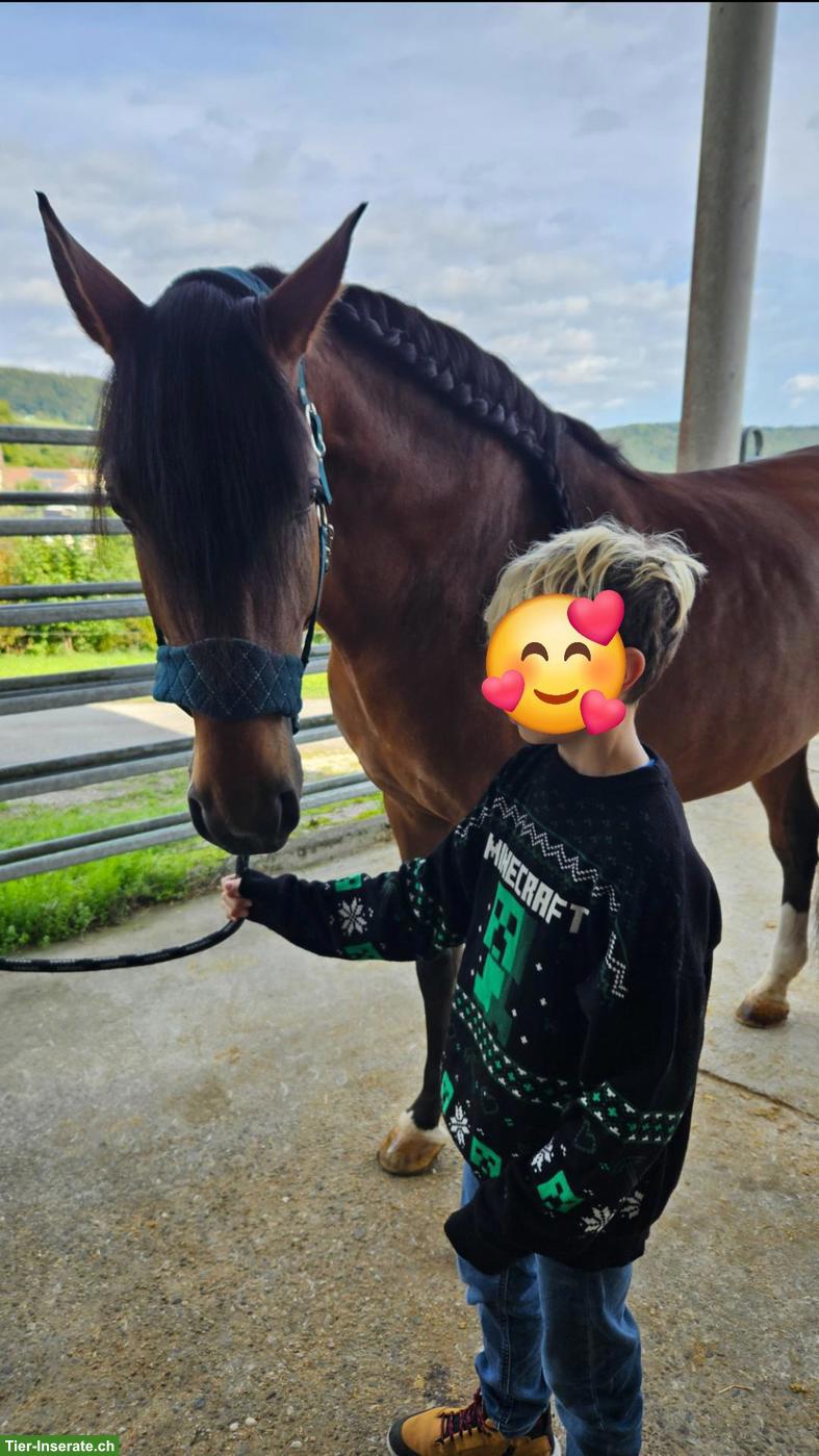 Bild 6: Lusitano Wallach zu verkaufen