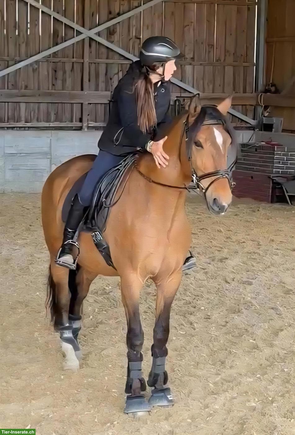 Bild 7: Lusitano Wallach zu verkaufen