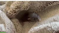 Süsses Dumbo-Ratten Mädchen zu vergeben