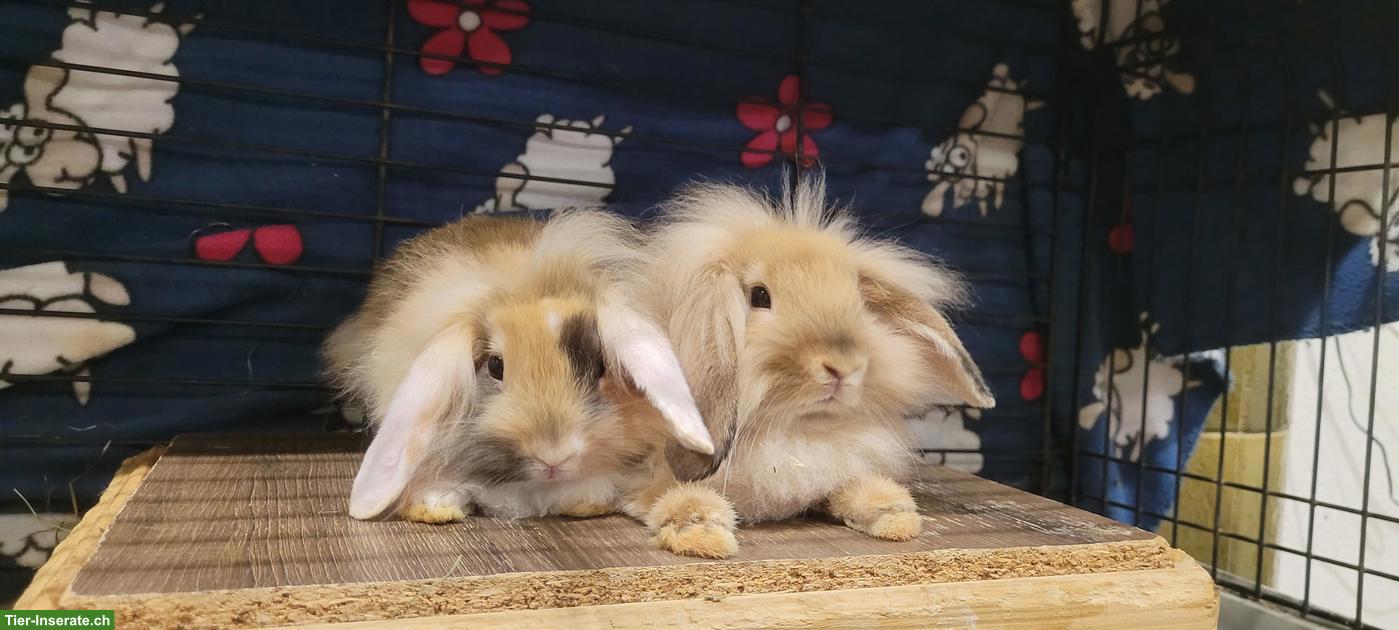 Junge Löwenkopf-Widder Kaninchen