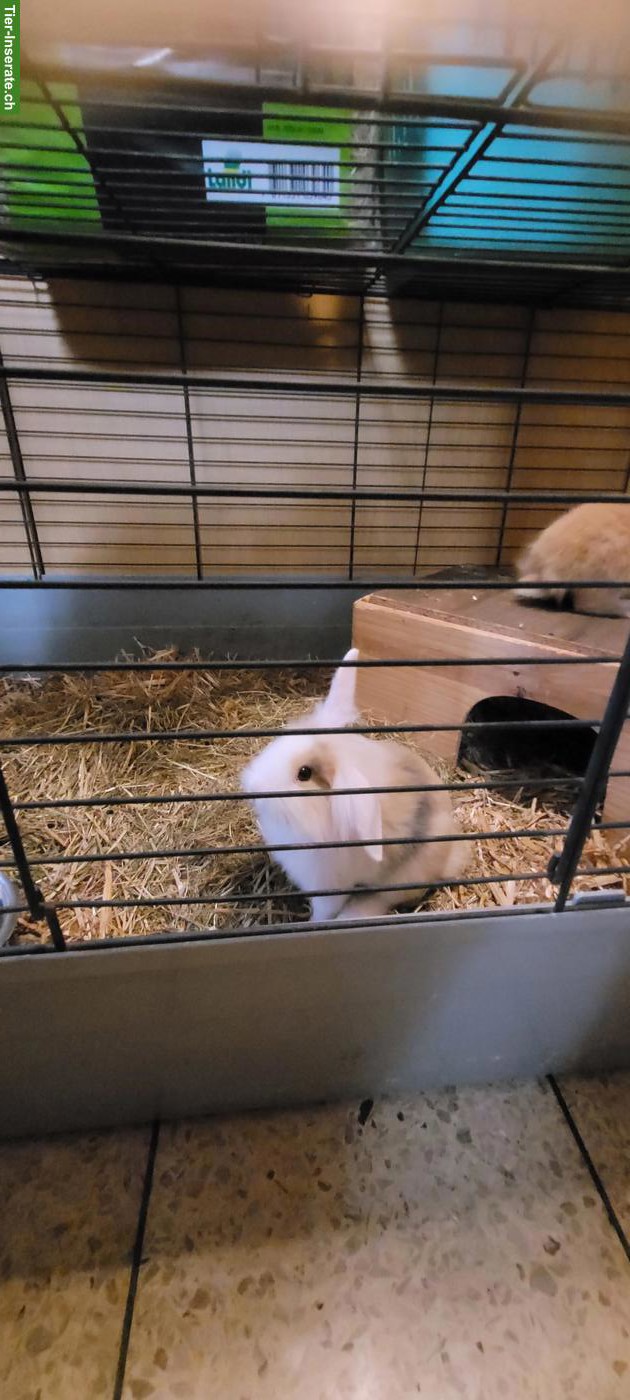 Bild 3: Junge Löwenkopf-Widder Kaninchen