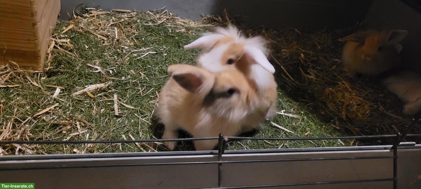 Bild 4: Junge Löwenkopf-Widder Kaninchen