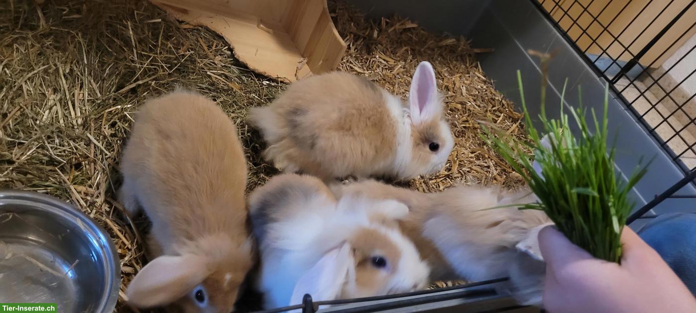 Bild 5: Junge Löwenkopf-Widder Kaninchen