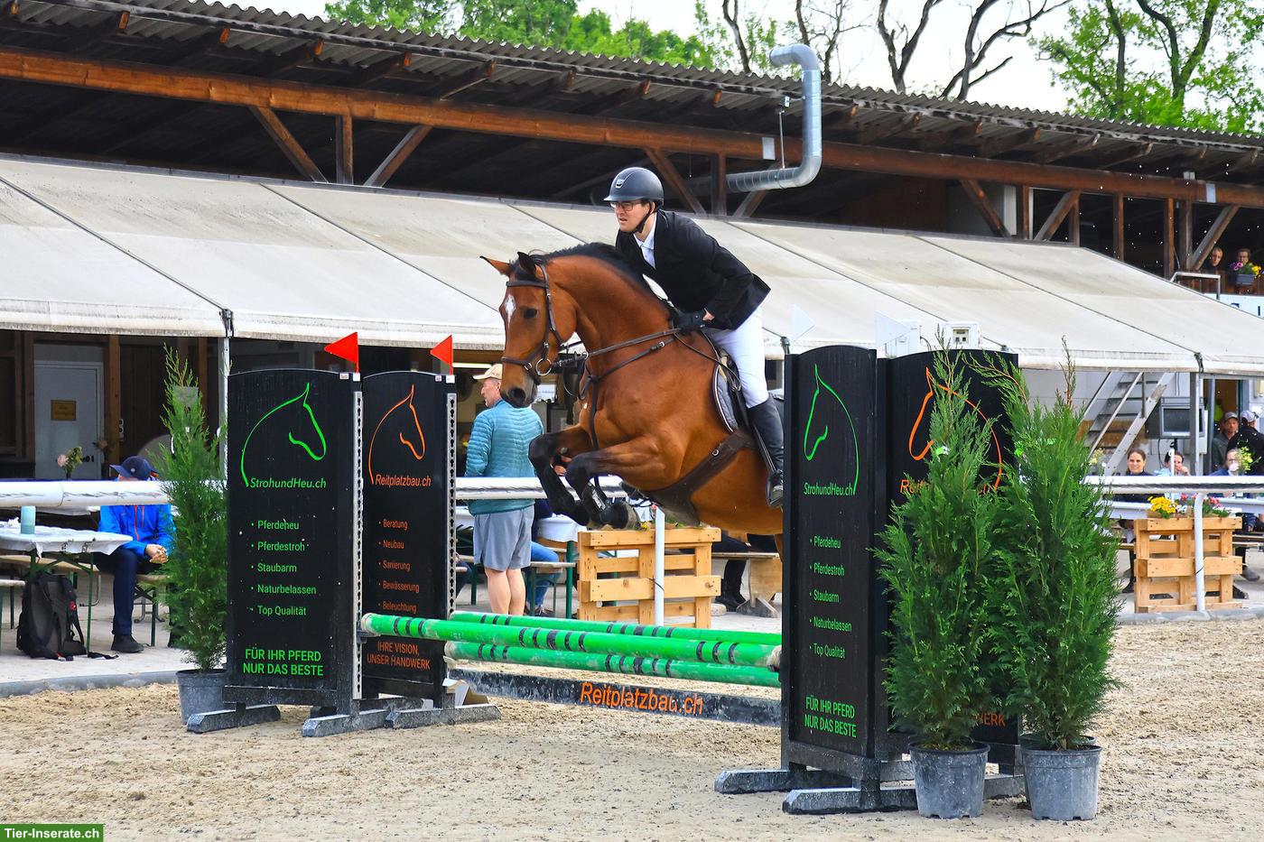 Elegante Schweizer Warmblut Stute zu verkaufen