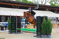 Elegante Schweizer Warmblut Stute zu verkaufen