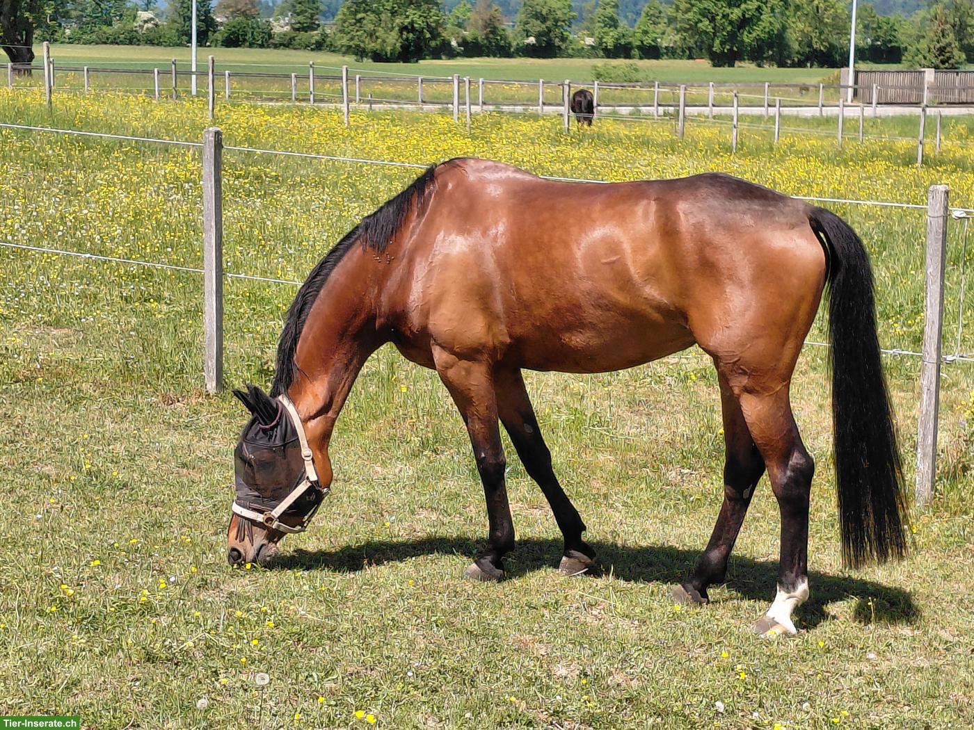 Bild 2: Elegante Schweizer Warmblut Stute zu verkaufen