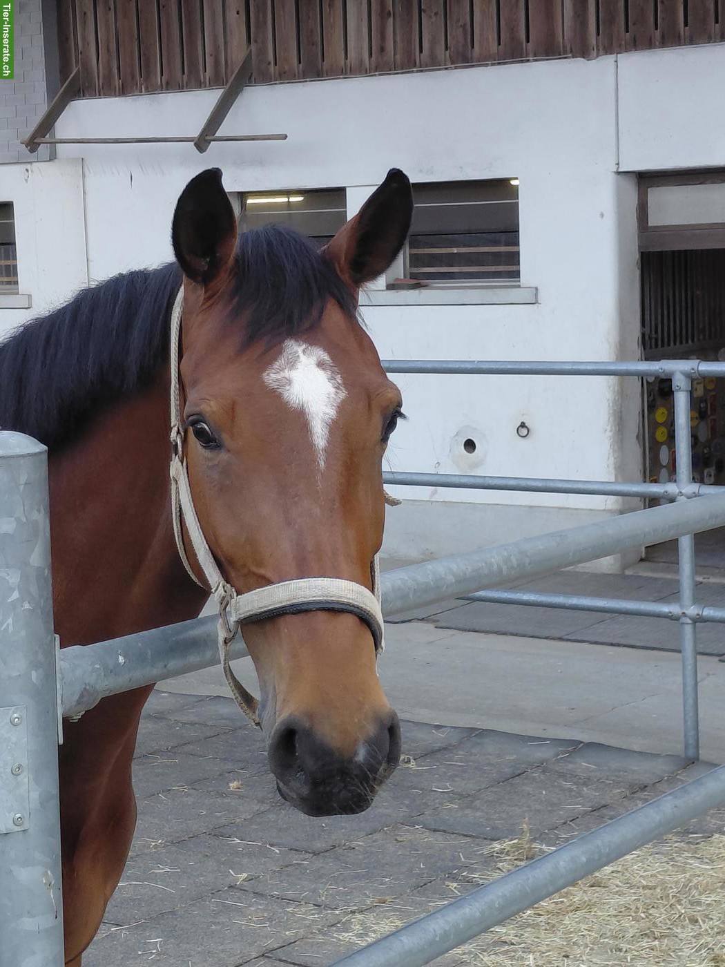 Bild 3: Elegante Schweizer Warmblut Stute zu verkaufen