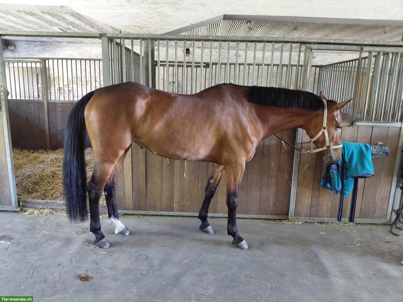 Bild 4: Elegante Schweizer Warmblut Stute zu verkaufen