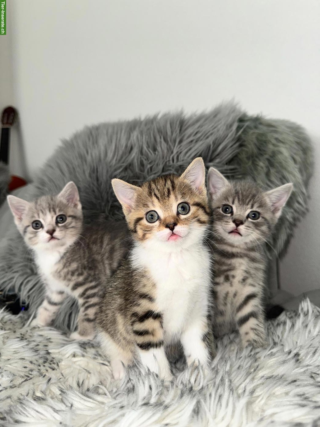 Süsse BKH-Mix Kitten suchen neues Zuhause🐈